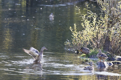 Mallard
