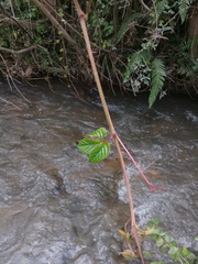 Cissus obliqua