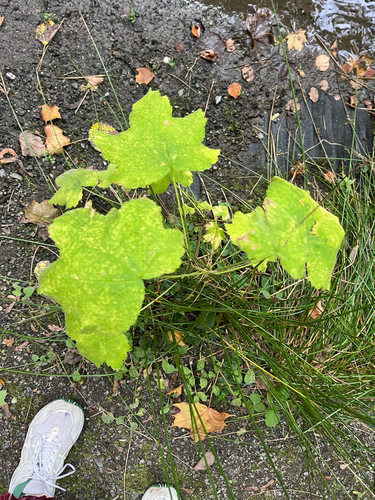 thimbleberry