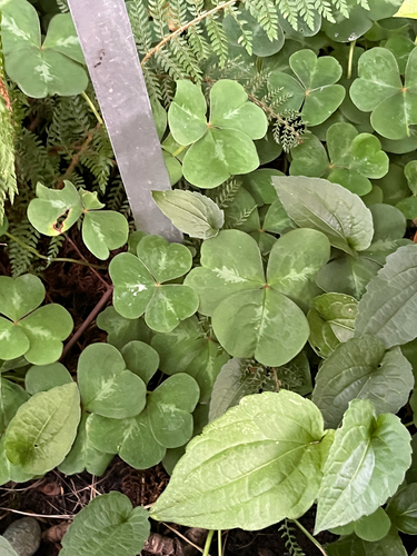 Oregon woodsorrel