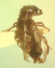 Taximastinocerus