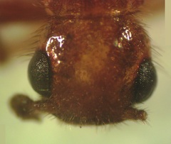 Taximastinocerus