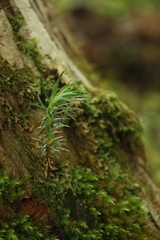 Cunninghamia lanceolata