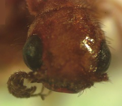 Taximastinocerus