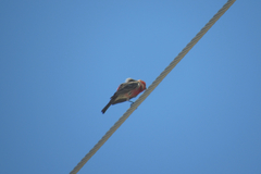 Haemorhous mexicanus