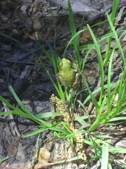 Hyla avivoca