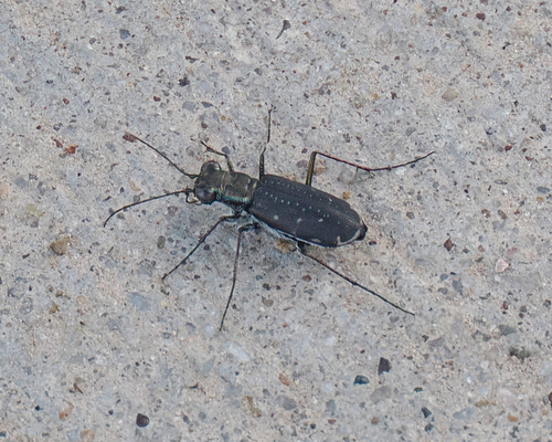 Punctured Tiger Beetle