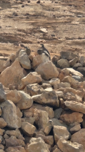 Barbary Ground Squirrel