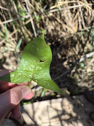 halberd-leaved tearthumb