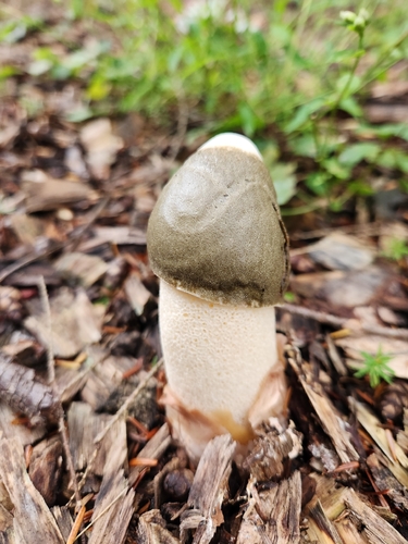 Ravenel's stinkhorn