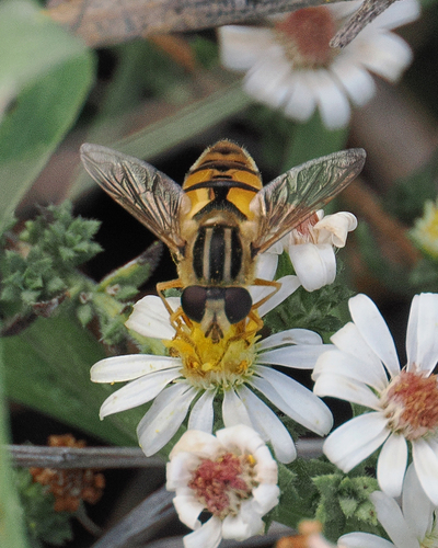 Broad-headed Marsh Fly