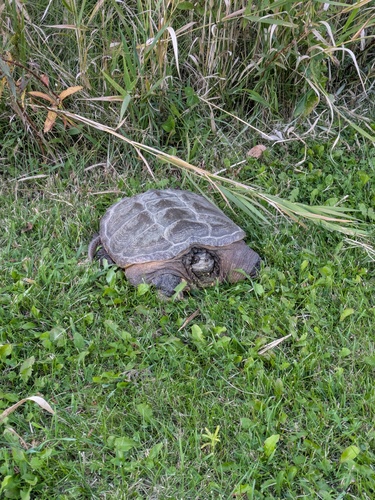 Common Snapping Turtle