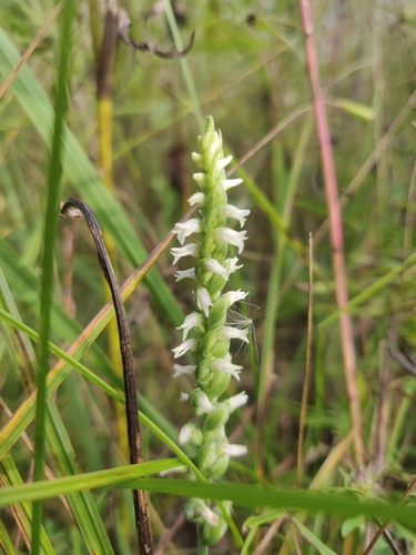 Lesser Ladies' Tresses