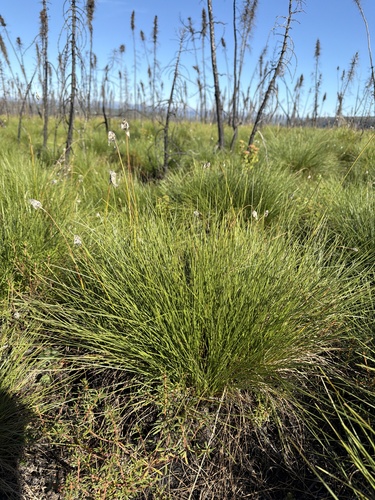 Eriophorum vaginatum