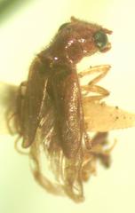Taximastinocerus