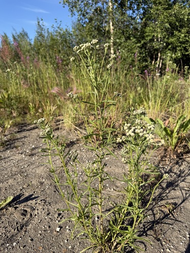 Achillea alpina, photograph 2