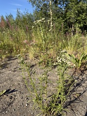 (c) Matt Berger, some rights reserved (CC BY) Achillea alpina, photograph (c) Matt Berger, some rights reserved (CC BY)