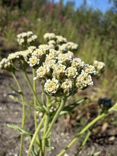 Achillea alpina, photograph 4