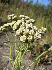 (c) Matt Berger, some rights reserved (CC BY) Achillea alpina, photograph (c) Matt Berger, some rights reserved (CC BY)
