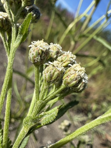 Achillea alpina, photograph 5