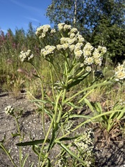 (c) Matt Berger, some rights reserved (CC BY) Achillea alpina, photograph (c) Matt Berger, some rights reserved (CC BY)