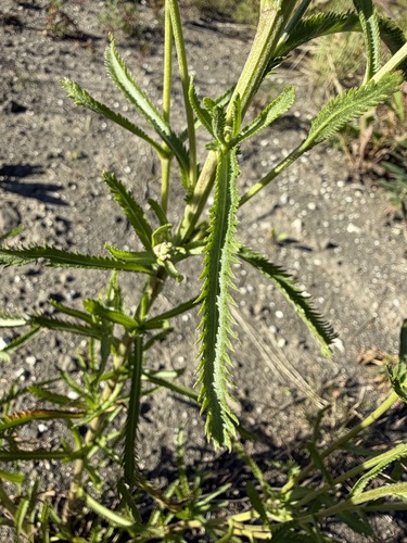 Achillea alpina, photograph 6