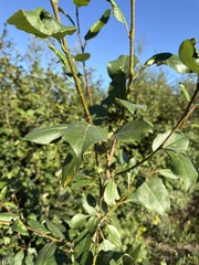 Populus balsamifera, photograph (c) Matt Berger, some rights reserved (CC BY)