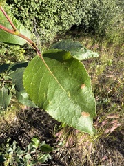 Populus balsamifera, photograph (c) Matt Berger, some rights reserved (CC BY)