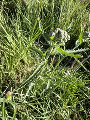 Achillea alpina