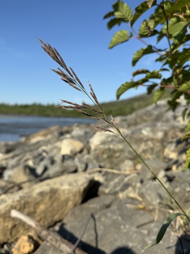 Bromus pumpellianus, photograph 1