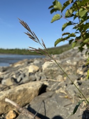 Bromus pumpellianus
