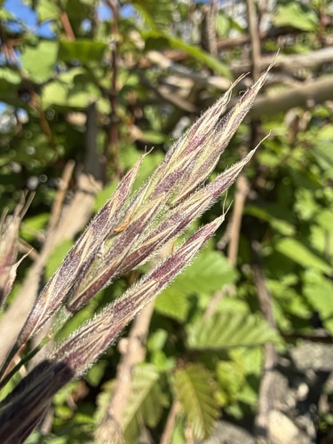 Bromus pumpellianus, photograph 2