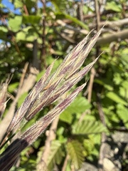 Bromus pumpellianus, photograph (c) Matt Berger, some rights reserved (CC BY)
