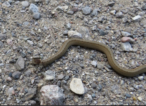 DeKay's Brownsnake