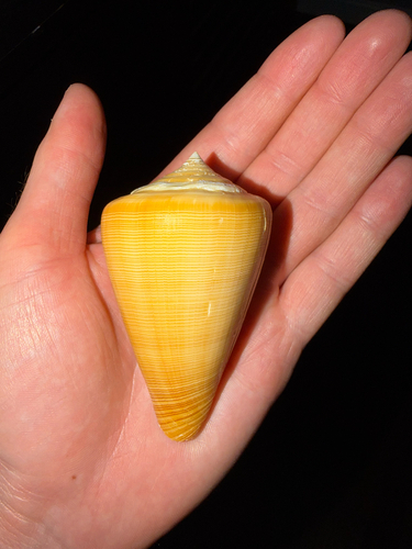 Conus quercinus, 2026-09-22