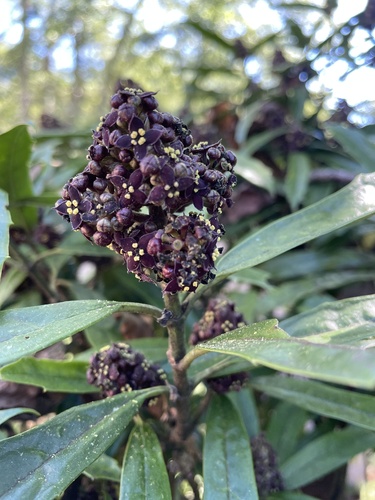 Aucuba chinensis observed 2026-09-23