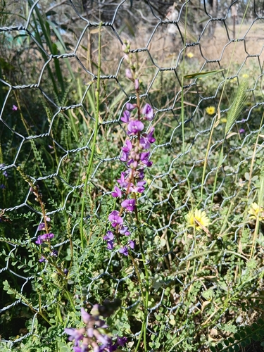 Swainsona microphylla, 2026-09-23