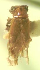 Taximastinocerus