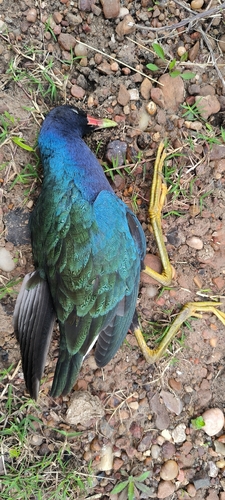Purple Gallinule