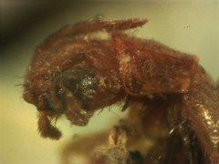 Taximastinocerus