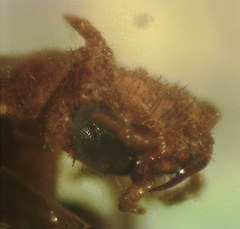 Taximastinocerus