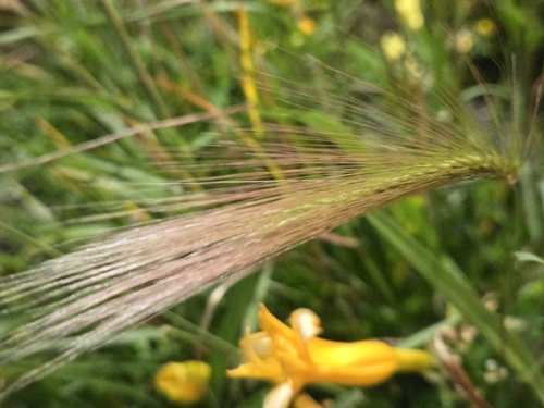 Foxtail Barley
