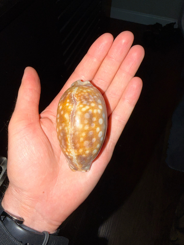 Macrocypraea zebra observed 2026-09-22
