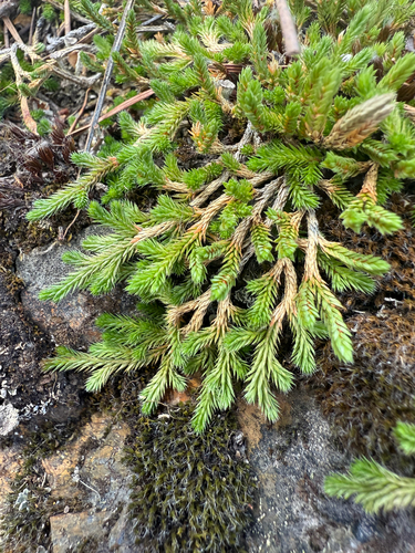 Wallace's spikemoss