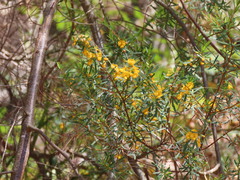 Pultenaea flexilis
