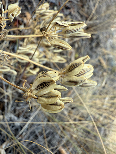 bigseed biscuitroot
