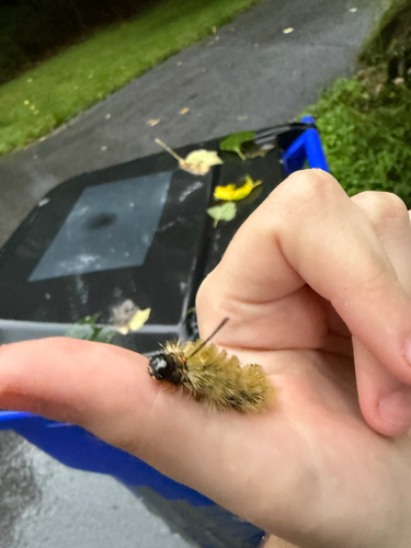 Banded Tussock Moth