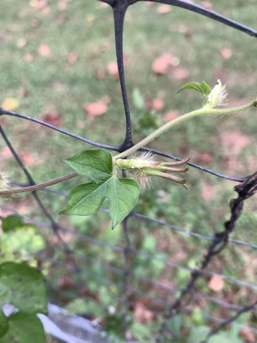 Ipomoea hederacea, photograph 3