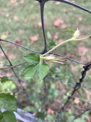 Ipomoea hederacea, photograph (c) Senna Bryce Robeson, some rights reserved (CC BY)