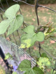 Ipomoea hederacea, photograph (c) Senna Bryce Robeson, some rights reserved (CC BY)
